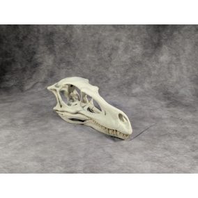 Velociraptor koponya