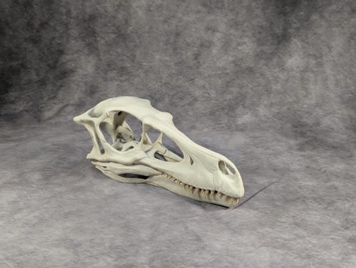 Velociraptor koponya állványhoz