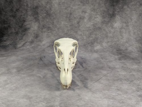 Velociraptor koponya állványhoz