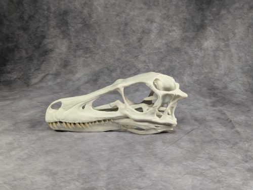 Velociraptor koponya állványhoz