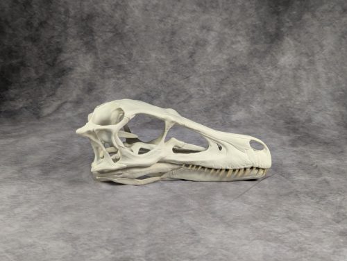 Velociraptor koponya állványhoz