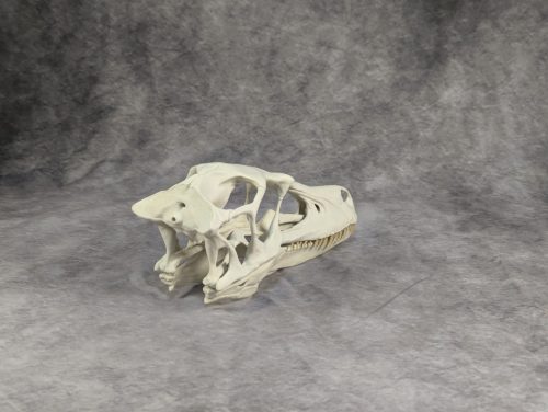 Velociraptor koponya állványhoz