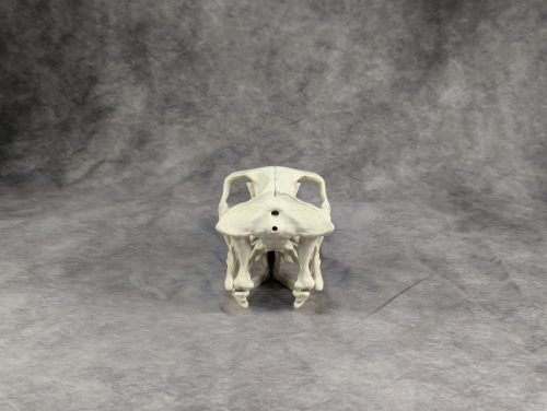 Velociraptor koponya állványhoz