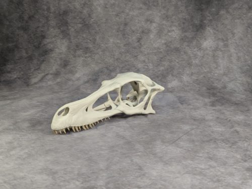 Velociraptor koponya állványhoz