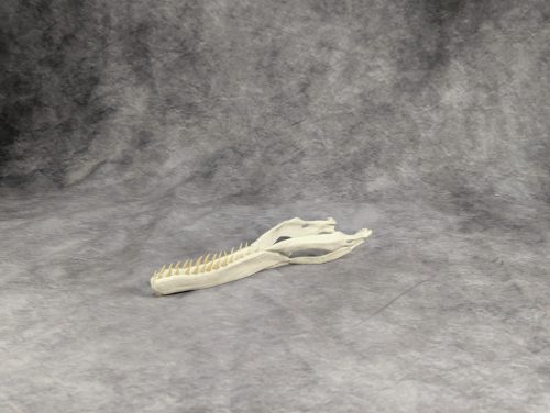 Velociraptor koponya állványhoz