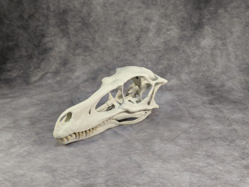 Velociraptor koponya