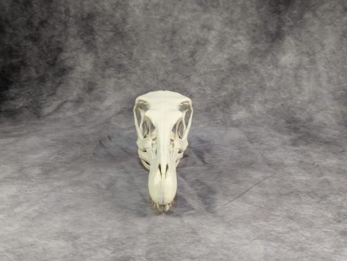 Velociraptor koponya