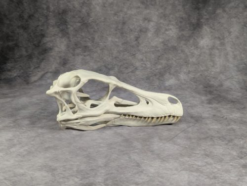 Velociraptor koponya