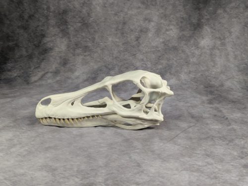 Velociraptor koponya