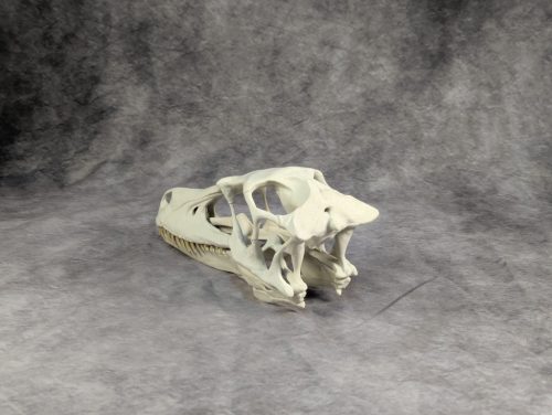 Velociraptor koponya