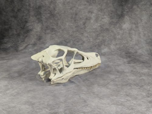 Velociraptor koponya