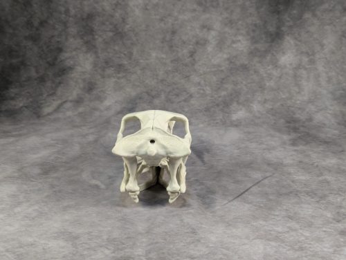 Velociraptor koponya