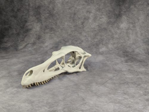 Velociraptor koponya