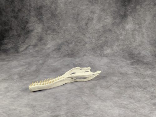 Velociraptor koponya