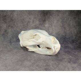 Eurázsiai Barnameve Koponya