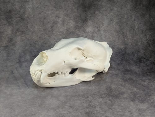 Eurázsiai Barnameve Koponya