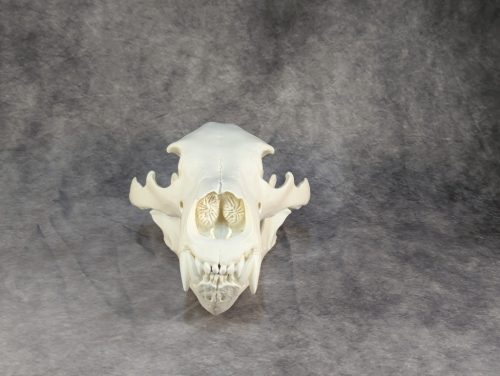 Eurázsiai Barnameve Koponya