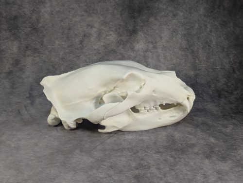 Eurázsiai Barnameve Koponya