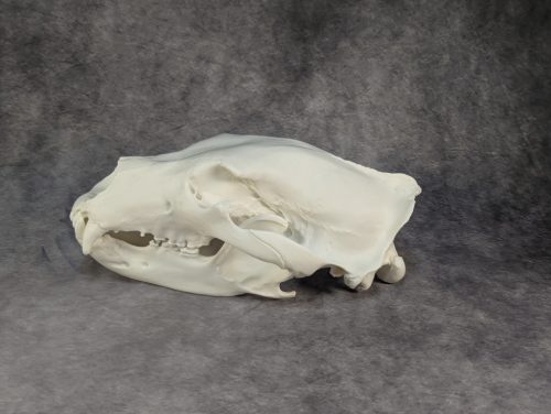 Eurázsiai Barnameve Koponya