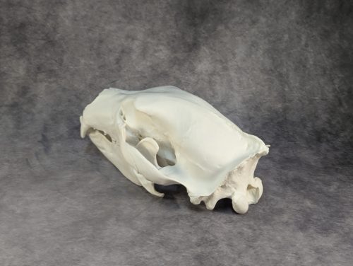 Eurázsiai Barnameve Koponya