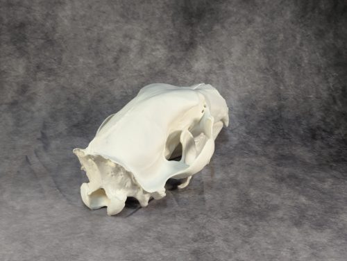 Eurázsiai Barnameve Koponya