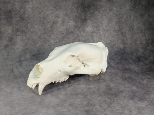 Eurázsiai Barnameve Koponya