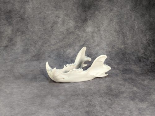 Eurázsiai Barnameve Koponya