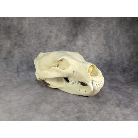 Eurázsiai Barnameve Koponya