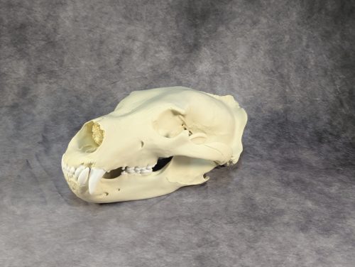 Eurázsiai Barnameve Koponya