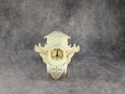 Eurázsiai Barnameve Koponya