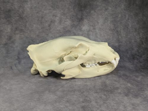 Eurázsiai Barnameve Koponya