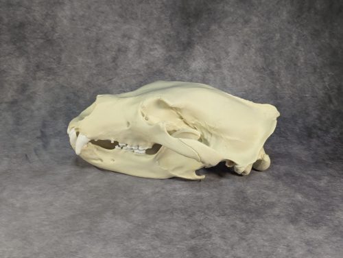 Eurázsiai Barnameve Koponya