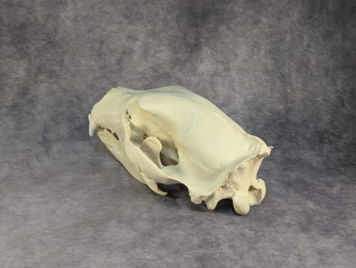 Eurázsiai Barnameve Koponya