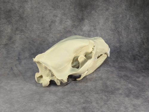 Eurázsiai Barnameve Koponya