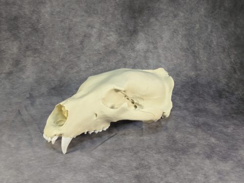 Eurázsiai Barnameve Koponya