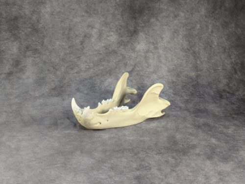 Eurázsiai Barnameve Koponya