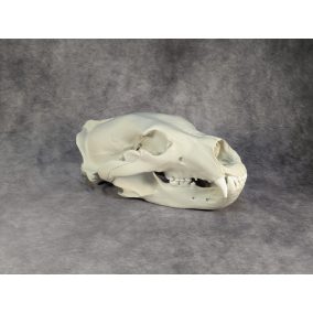 Eurázsiai Barnameve Koponya