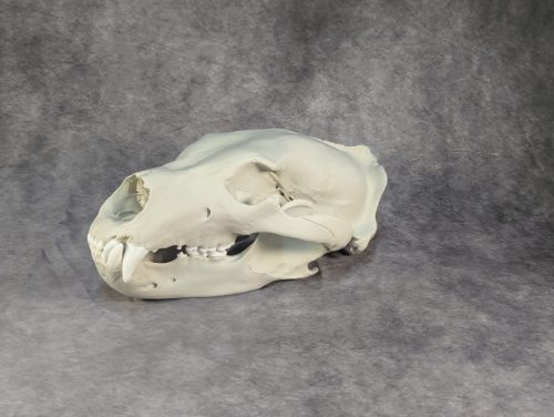 Eurázsiai Barnameve Koponya