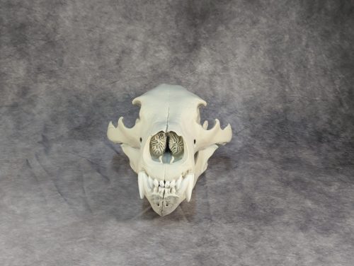 Eurázsiai Barnameve Koponya