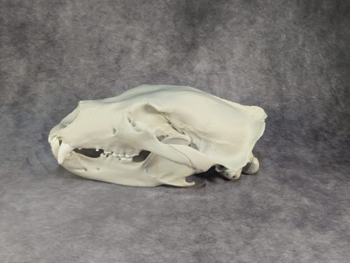 Eurázsiai Barnameve Koponya