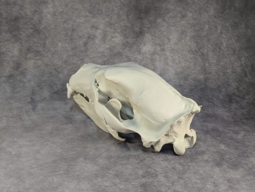 Eurázsiai Barnameve Koponya