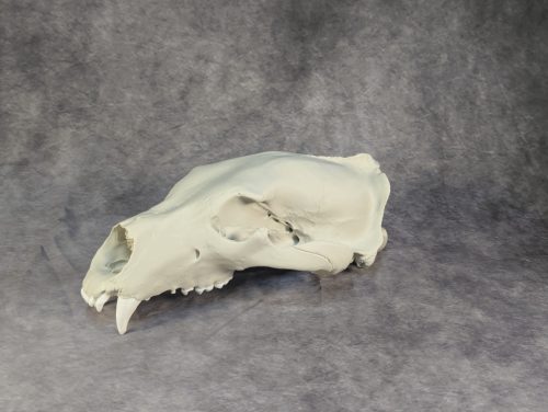 Eurázsiai Barnameve Koponya