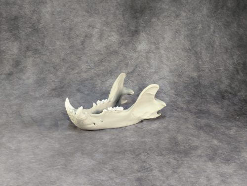 Eurázsiai Barnameve Koponya