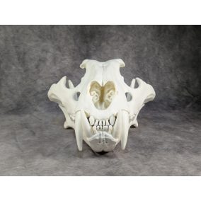 Bengáli Tigris koponya