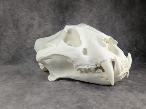 Bengáli Tigris koponya