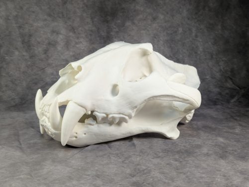 Bengáli Tigris koponya