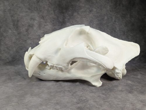 Bengáli Tigris koponya