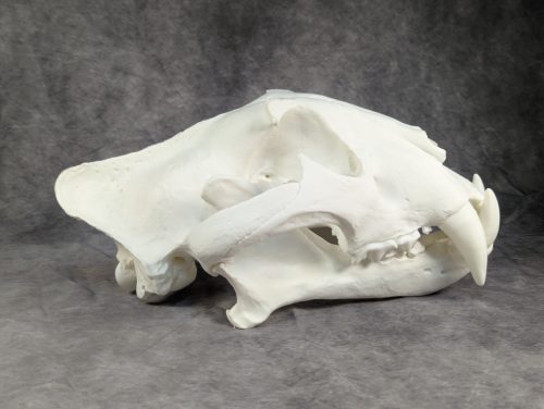 Bengáli Tigris koponya