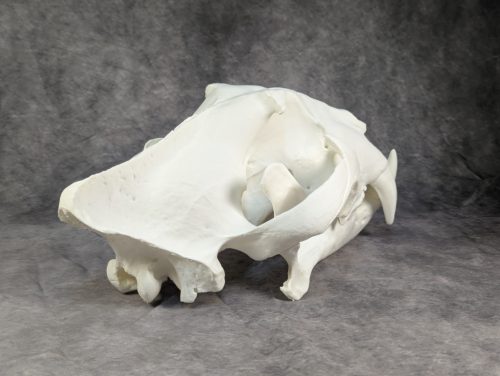 Bengáli Tigris koponya