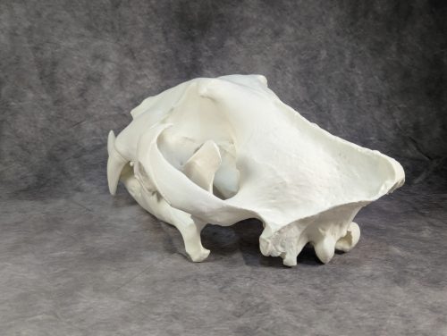 Bengáli Tigris koponya